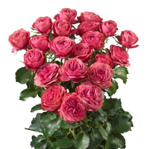Interplant breeder of a wide range of rose varieties