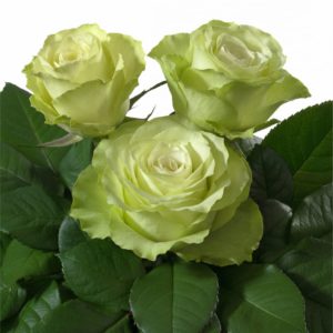 Interplant Roses breeder Intermediate Hybrid Tea Roses