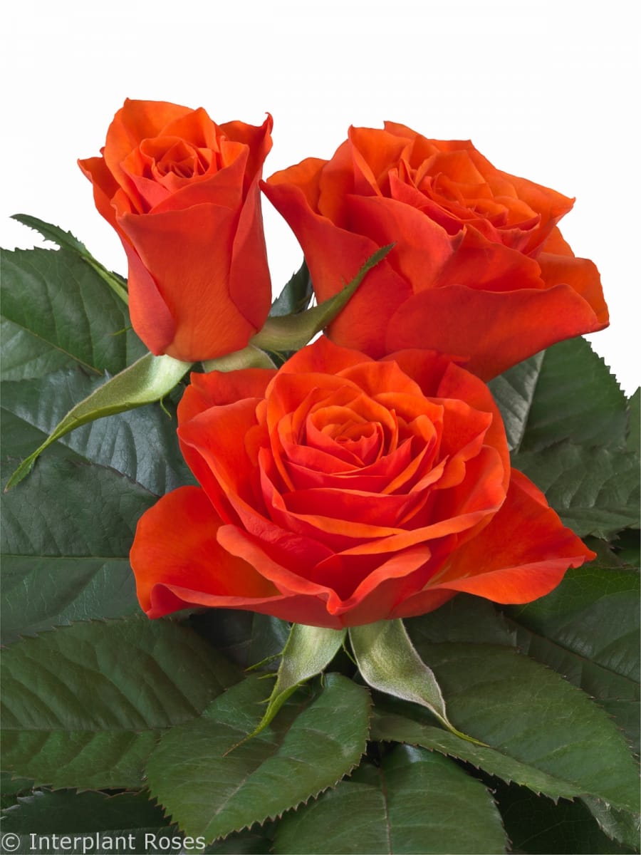 Hilux® - Interplant Roses