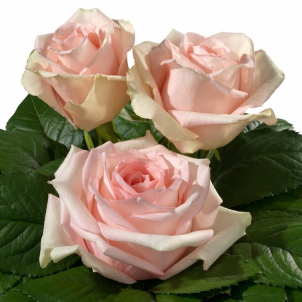 Interplant Roses breeder of Hybrid Tea Roses