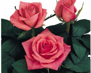 crossbreeding sweetheart roses Image