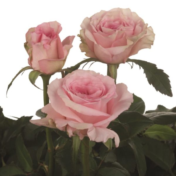 Interplant breeder various rose varieties