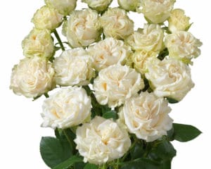 Interplant breeder of new types of roses