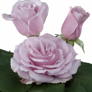 fragrant rose breeders Lilac