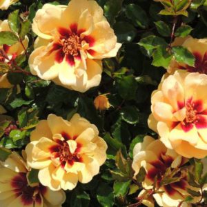 Interplant breeder of garden roses