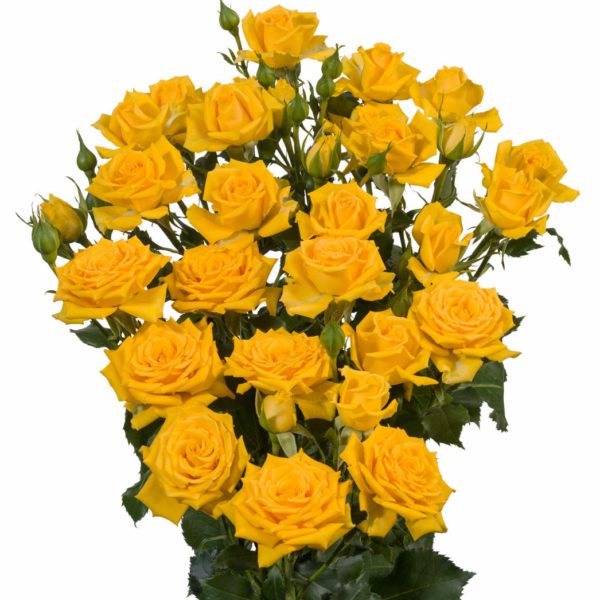 yellow spray roses Mariah