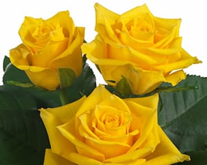 sweetheart rose breeding Milonga