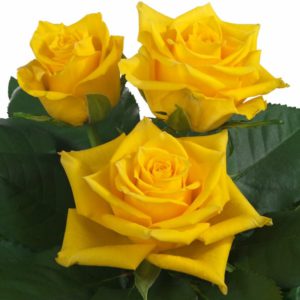 sweetheart rose breeding Milonga