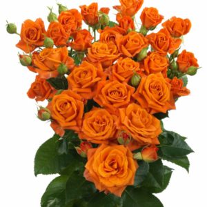 Premium spray rose variety Interplant Orange Fire