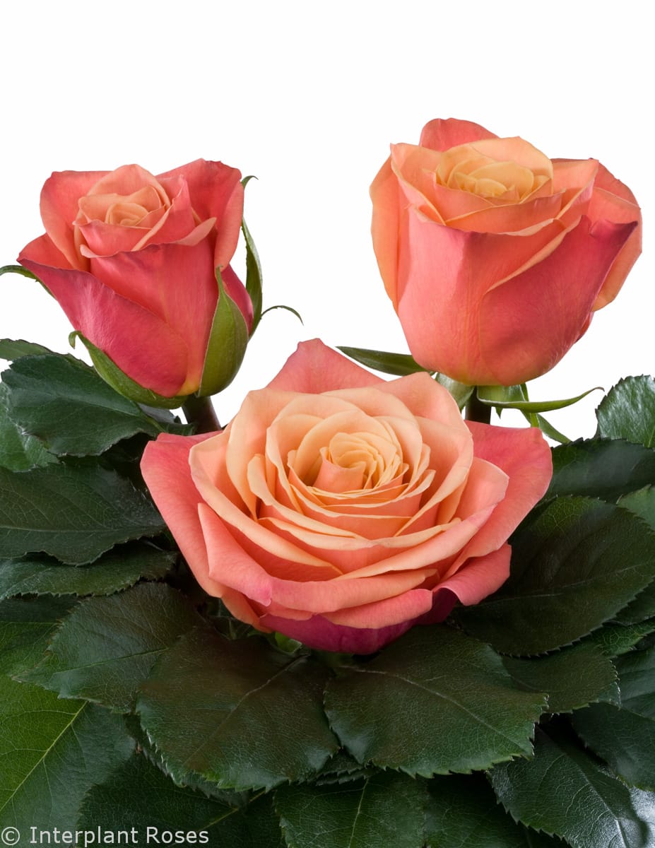 Picanto® - Interplant Roses