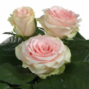 Intermediate Hybrid Tea rose characteristics Pink Touch