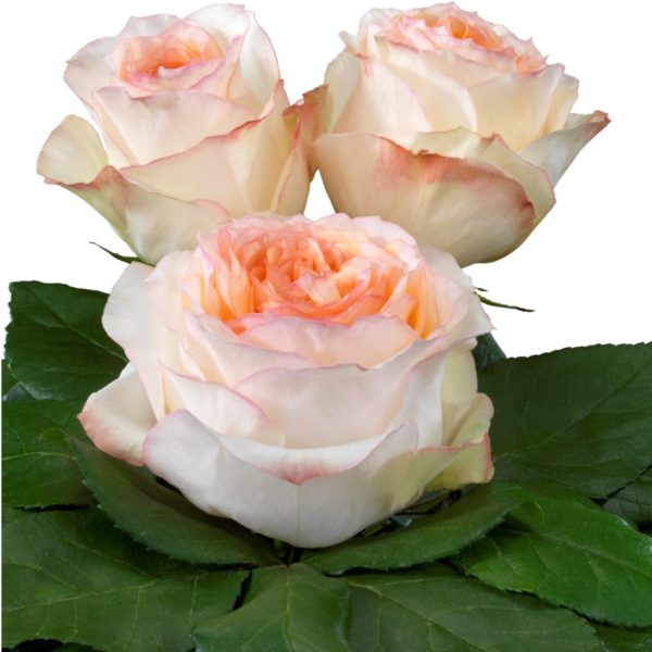 Interplant breeder of various rose varieties