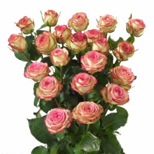 Interplant Roses spray rose breeder