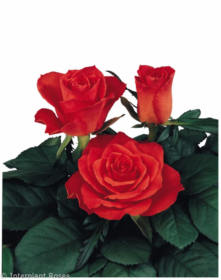 Punch® - Interplant Roses