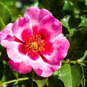 Breeder Interplant Garden Roses