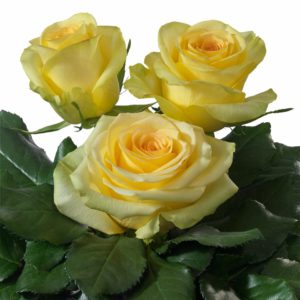 Interplant Roses breeder Hybrid Tea Roses