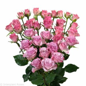 spray rose varieties Rowena