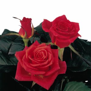 breeding sweetheart roses Royal