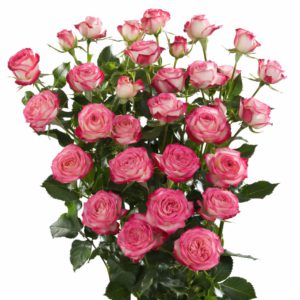pink spray roses Safina