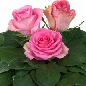 Interplant Breeder Hybrid Tea Rose
