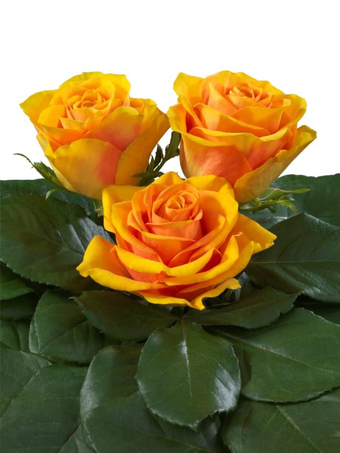 Solid Gold® - Interplant Roses