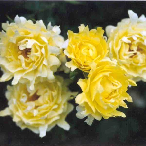Interplant breeder Ruffle Roses