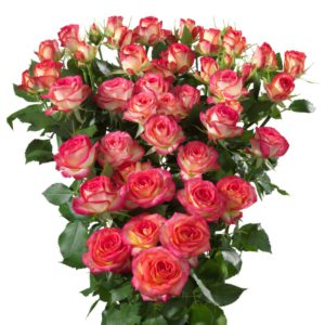 Interplant Roses breeder of spray rose varieties