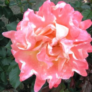 Interplant breeder Ruffle Roses