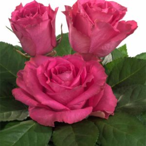 sweetheart rose characteristics Tavares