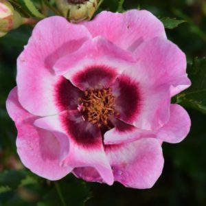 Interplant Roses B.V. Breeder of various rose varieties