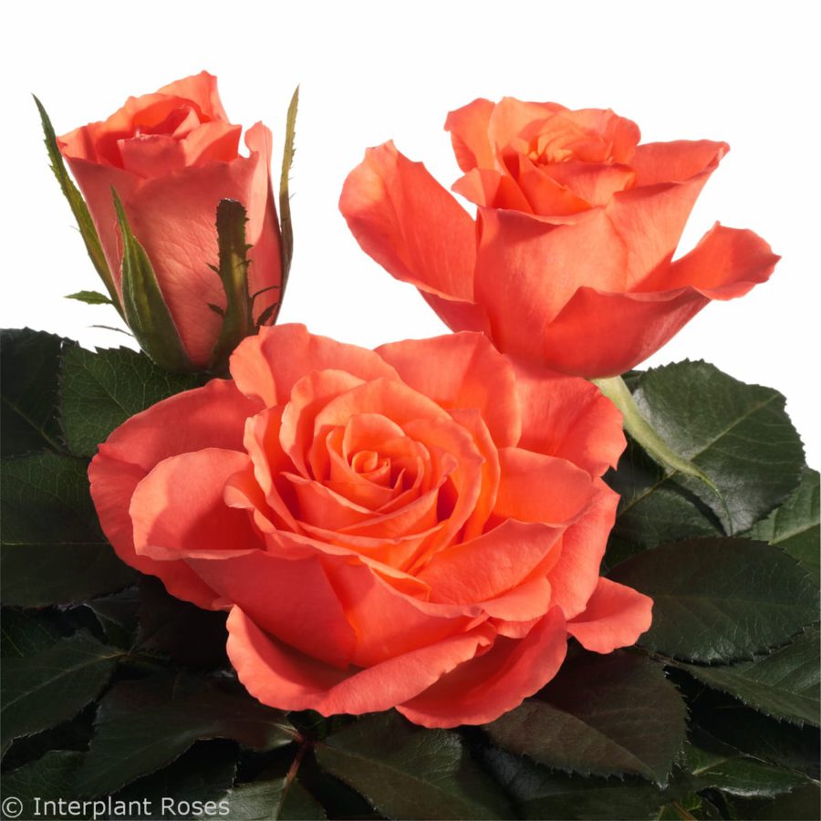 Trendy® - Interplant Roses