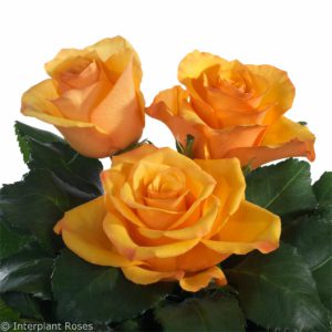 Interplant breeder of a wide range of rose varieties