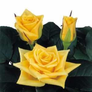 hybridization sweetheart roses Yellow