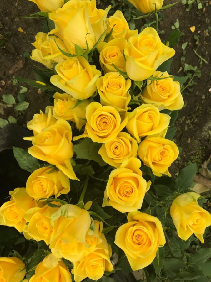 Yelloween® - Interplant Roses