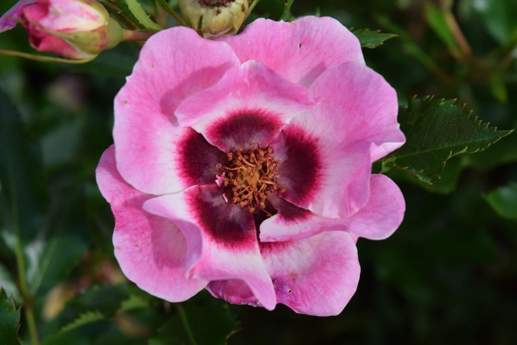 Interplant Roses B.V. Breeder of various rose varieties