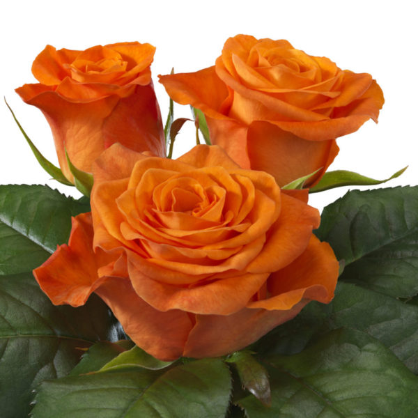 Orange Wave Hybrid Tea