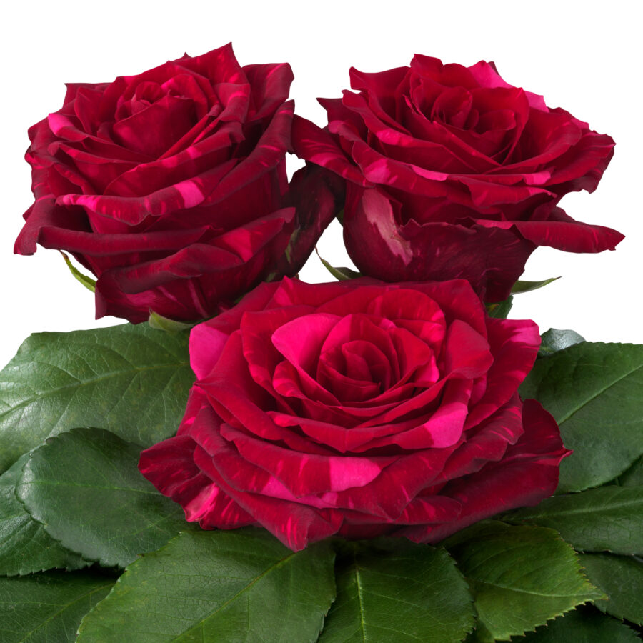 Royal Explorer Red Rose Variety