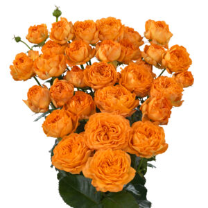 Orange Trendsetter®