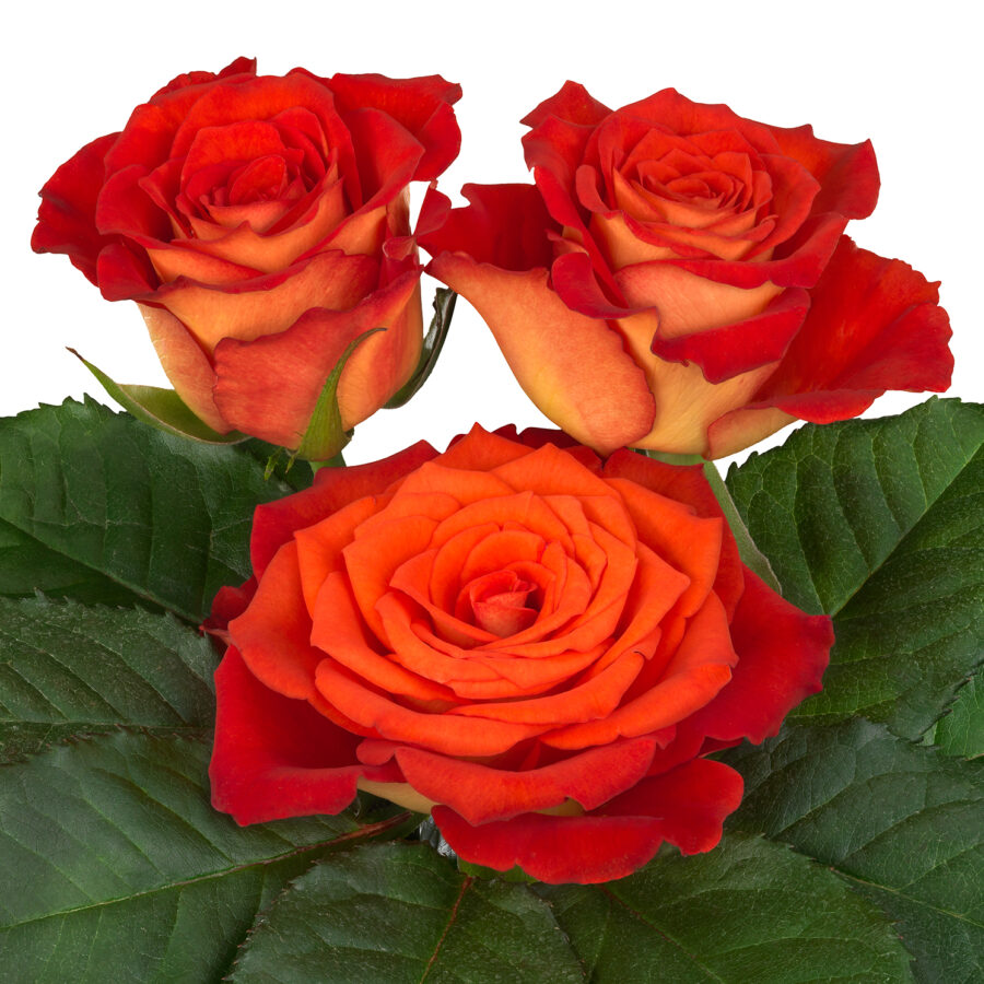 Nightlife® - Interplant Roses