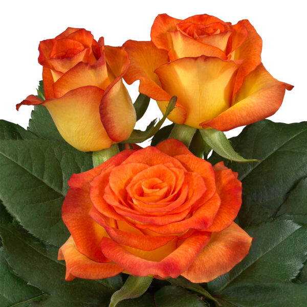 Search - Interplant Roses