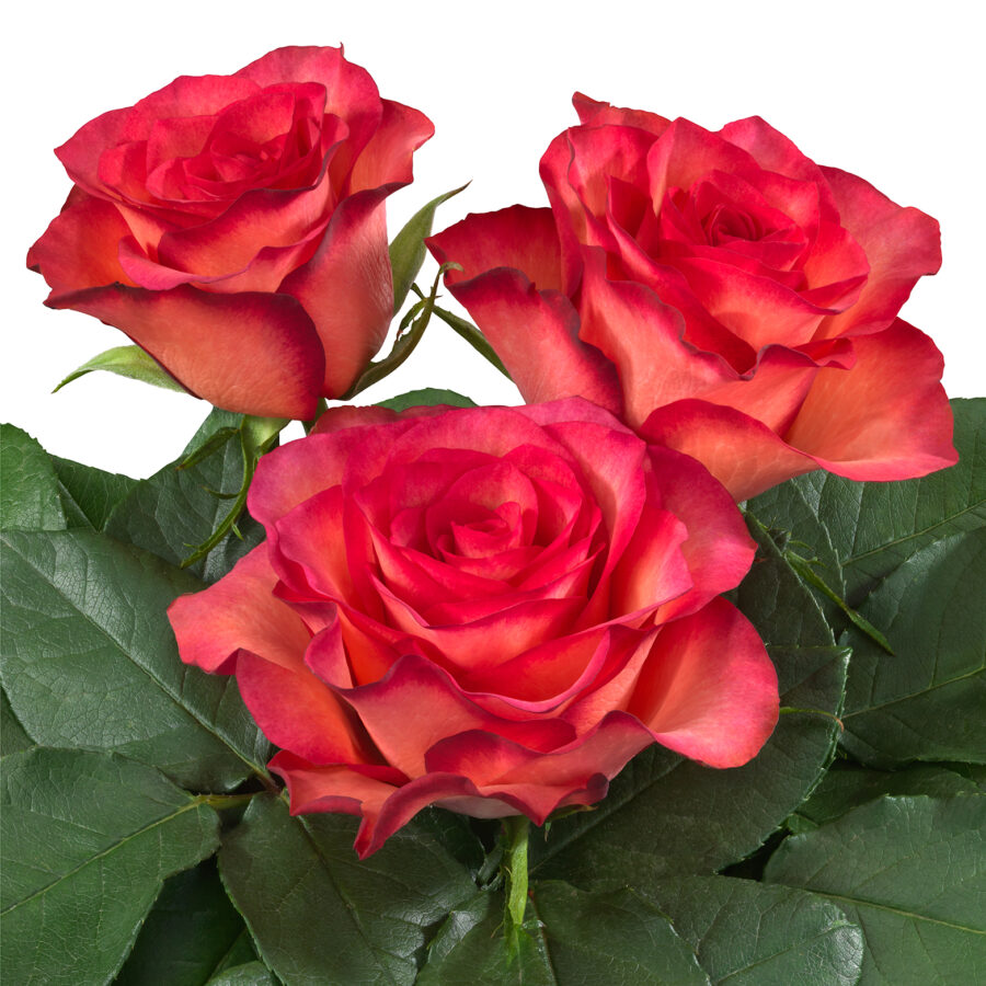 Linedance® - Interplant Roses