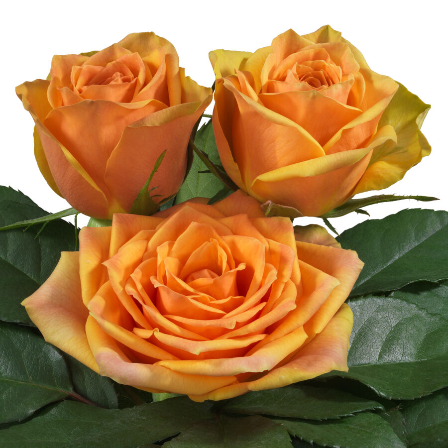 La Palma® - Interplant Roses